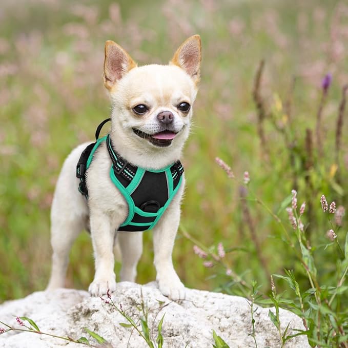 rabbitgoo Dog Harness, No-Pull Pet Harness with 2 Leash Clips, Adjustable Soft Padded Dog Vest, Reflective No-Choke Pet Oxford Vest with Easy Control Handle for Large Dogs, Black & Turquoise, X-Small - PAWPICO