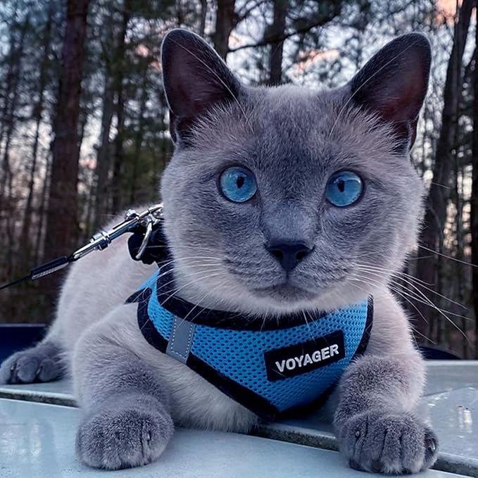 Voyager Step-in Air Dog Harness - All Weather Mesh, Reflective, No Pull Harness for Small, Medium Dogs, Cats - Secure with Hook & Loop Fastener, Buckle, Double D-Rings - Baby Blue/Black Trim, XS BestPetSuppliesLLC
