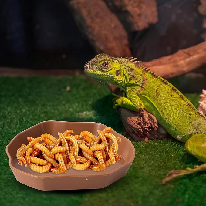 4 Pack Reptile Food Dish Bowl, Plastic Worm Water Dish Plate for Lizard Gecko Bearded Dragon Chameleon, White and Brown, 2 Sizes COMSUN