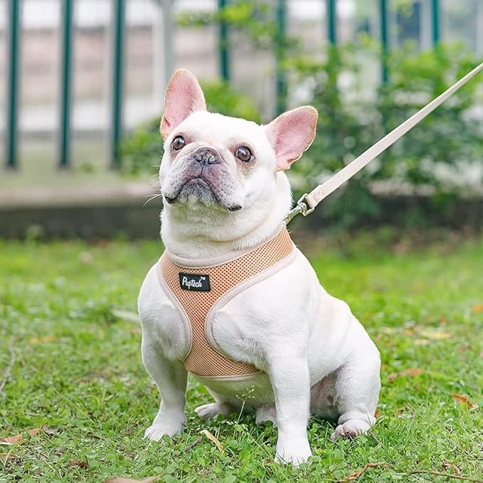 PUPTECK Soft Mesh Dog Harness and Leash Set Pet Puppy Cat Comfort Padded Vest No Pull Harnesses, Solid Beige, L PUPTECK