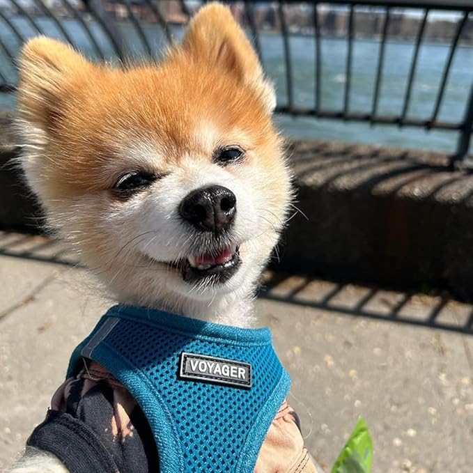 Voyager Step-in Air Dog Harness - All Weather Mesh, Reflective, No Pull Harness for Small, Medium Dogs, Cats - Secure with Hook & Loop Fastener, Buckle, Double D-Rings - Turquoise, M BestPetSuppliesLLC