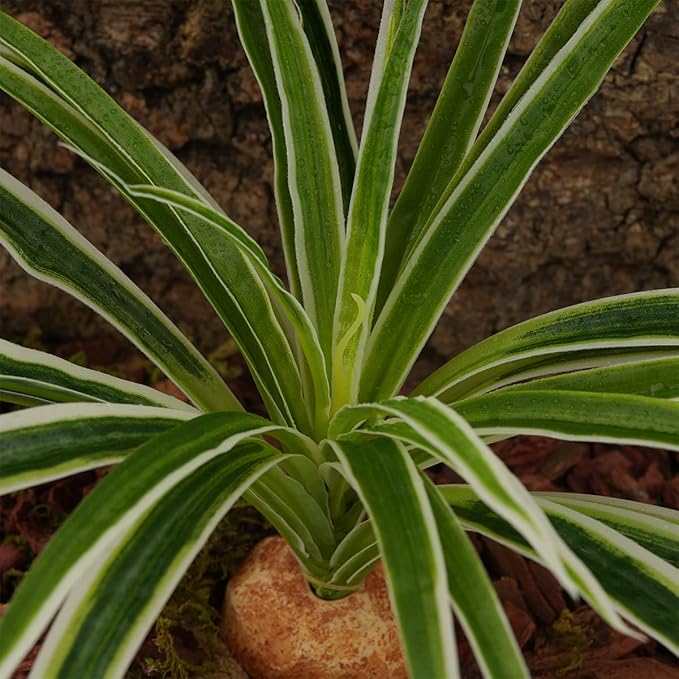 Artificial Spider Plants, Reptile Terrarium Decor, Bearded Dragon Tank Accessories fit Crested Gecko Leopard Lizard Chameleon Ball Python Snake Frog WOLEDOE