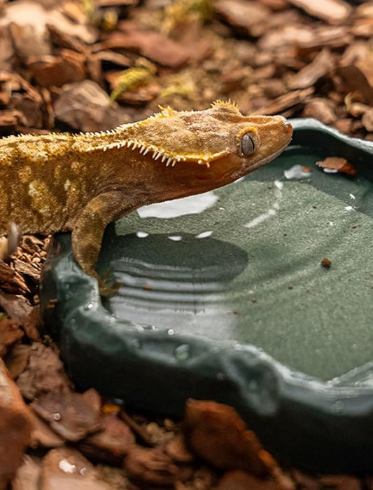 HEEPDD Reptile Bowl, Resin Rock Reptile Food and Water Feeder Pet Aquarium Ornament Terrarium Dish Plate for Tortoise Lizard Iguana(Dark Green M) PAWPICO