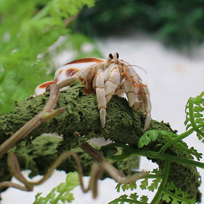 Hermit Crab Climbing Toys, Bendable Hermit Crab Climbing Vine, Hermit Crab Tank Accessories Wenriko