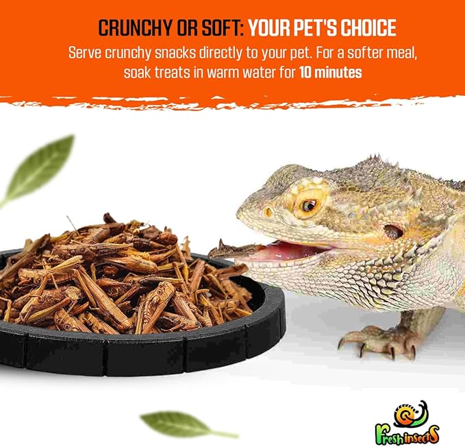 Medley Treat Bearded Dragon Food - Freeze Dried Mealworms, Grasshoppers, Crickets, Quality Tested, Vitamin & Calcium Enriched, Essential Proteins, Fats & Minerals - for Bearded Dragons, Reptiles 6 oz Freshinsects