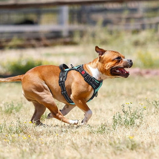 PoyPet Dog Harness No Pull, Reflective Adjustable No Choke Pet Vest with Front & Back Clips, Soft Padded and Control Training Handle for Large Dogs(Mint Blue,XL) PoyPet