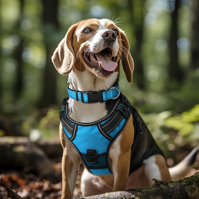 Joytale Reflective Dog Collar,Soft Neoprene Padded Breathable Nylon Pet Collar Adjustable for Small Dogs,Sky Blue,S - PAWPICO