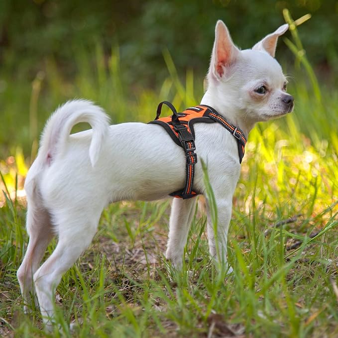 rabbitgoo Dog Harness No Pull with 2 Leash Clips, Adjustable Soft Padded, Reflective Oxford No Choke Pet Vest with Easy Control Handle for Puppy, Orange,XS rabbitgoo