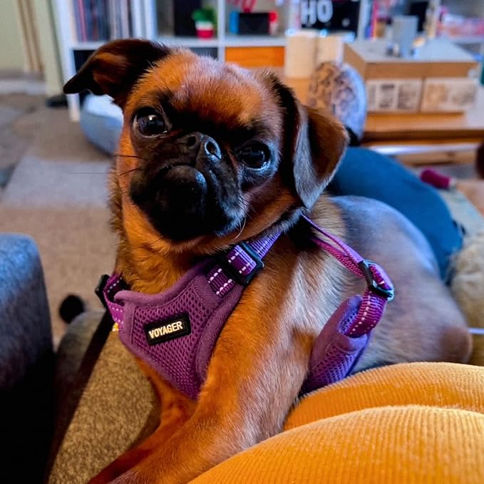 Best Pet Supplies Voyager Adjustable Dog Vest Harness Breathable No Pull Harness for Small, Medium, Large Dogs, Heavy Duty Harness for Walking, Jogging, Easy Step-In, Reflective Stripes - (Purple), M BestPetSuppliesLLC