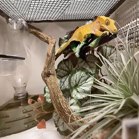 Woyrise Reptile Artificial Plants for Terrarium Decor, Amphibian Habitat Hideout Bearded Dragon Tank Decorations fit Crested Gecko Leopard Lizard Chameleon Ball Python Snake Frog - Saxifrage Woyrise