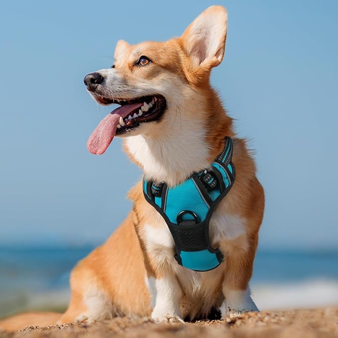 rabbitgoo Dog Harness No Pull with 2 Leash Clips, Adjustable Soft Padded, Reflective Oxford No Choke Pet Vest with Easy Control Handle for Medium Sized Dogs, Teal, M rabbitgoo
