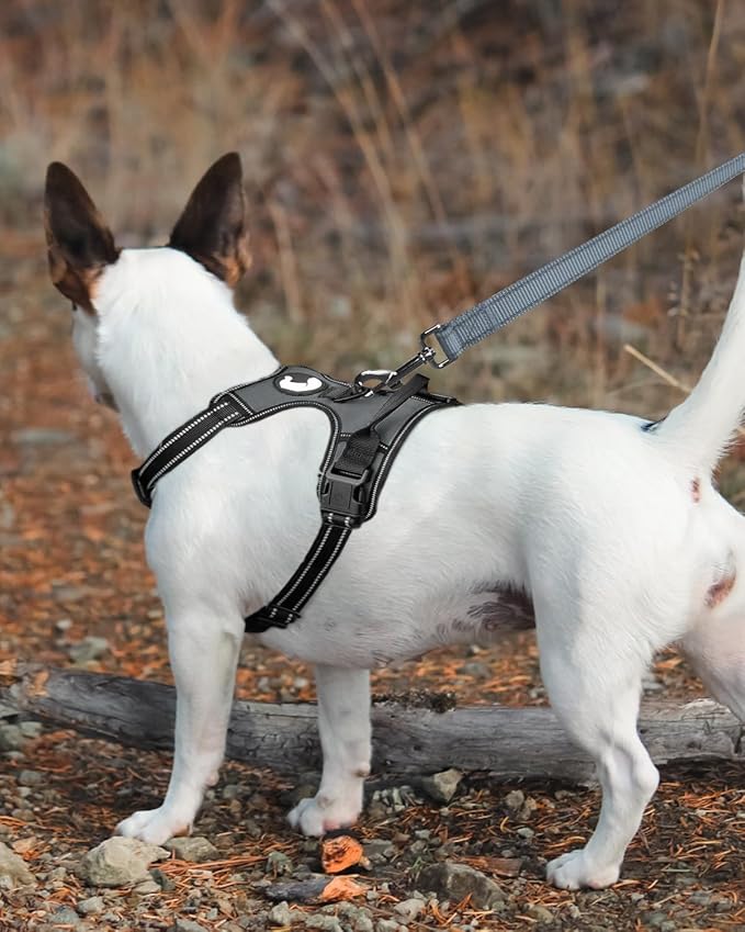Joytale Double-Sided Reflective Dog Leash, 6 FT/5 FT/4 FT, Padded Handle Nylon Heavy Duty Leashes for Small & Medium Dogs Walking, Gary, 6FT Joytale