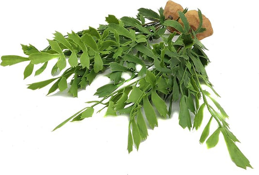 JIHAQUA Lifelike Reptile Tank Plant Decor - Realistic Artificial Plastic Plant for Terrariums and Pet Enclosures (Style D 2 Pack) JIHAQUA