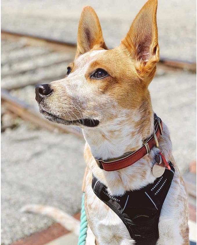 rabbitgoo Dog Harness No Pull with 2 Leash Clips, Adjustable Soft Padded, Reflective Oxford No Choke Pet Vest with Easy Control Handle for Medium Sized Dogs, Black, M rabbitgoo