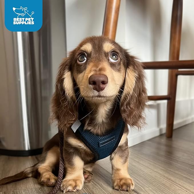Voyager Step-in Air Dog Harness - All Weather Mesh, Reflective, No Pull Harness for Small, Medium Dogs, Cats - Secure with Hook & Loop Fastener, Buckle, Double D-Rings - Blue/Black Trim, XXXS BestPetSuppliesLLC