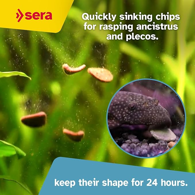 sera Catfish Chips Nature 13.4 oz./0.84lbs | Premium Fish Food for Ancistrus & Plecos | High Fiber | No Dyes & Preservatives | Supports Digestion & Promotes Healthy Growth | Ideal for Bottom Feeders Sera