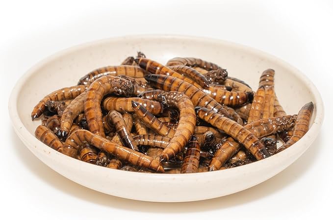 6 Pack Canned Superworms for Reptiles, Fish, Birds and Small Animals, Super Worms, Healthy High Protein Treat, Reptile Bird Fish Food 7.2 Ounces Total Jadingfarm
