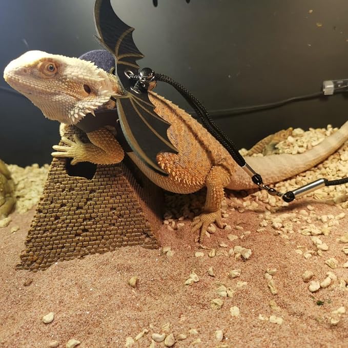 3 Size Pack Bearded Dragon Leash and Harness Set, Bearded Dragon Harness, Soft Leather Detachable Adjustable Reptile Lizard Leash Bearded Dragon (Golden) cyhaen