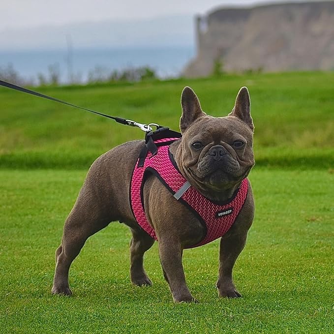 Voyager Step-in Air Dog Harness - All Weather Mesh, Reflective, No Pull Harness for Small, Medium Dogs, Cats - Secure with Hook & Loop Fastener, Buckle, Double D-Rings - Fuchsia 2-Tone, M BestPetSuppliesLLC