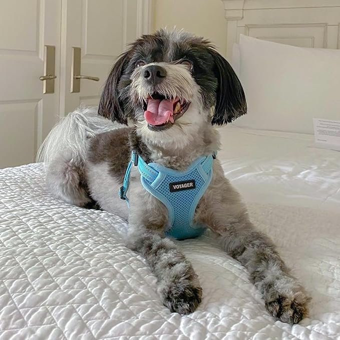 Best Pet Supplies Voyager Adjustable Dog Vest Harness Breathable No Pull Harness for Small, Medium, Large Dogs, Harness for Walking, Jogging, Easy Step-In, Reflective Stripes - (Baby Blue), XL BestPetSuppliesLLC