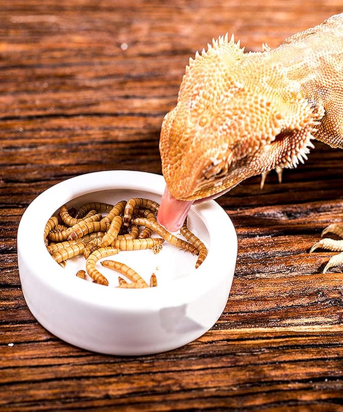 Tfwadmx 2 Pack Reptile Food Bowl, Mini Ceramic Water Feeder Bowl, Reptile Worm Feeding Dish for Lizard Turtle Bearded Dragon Anoles Crested Gecko Hermit Crab Leopard Gecko Chameleon Corn Snake Tfwadmx