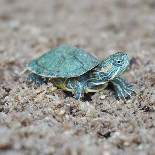 2QT Substrate for Turtle Bedding, Ideal Turtle Tank Accessories for Retains Moisture Begeterday