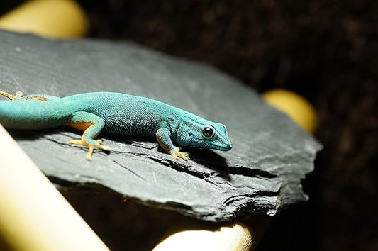 Natural Slate Stones 8 to 10 Inches - USA Sourced and Packaged for Aquascaping Aquariums, Terrariums, Paludariums, Reptile Enclosures, and Gardens (8-9 lbs) SmallWorldSlateandStone