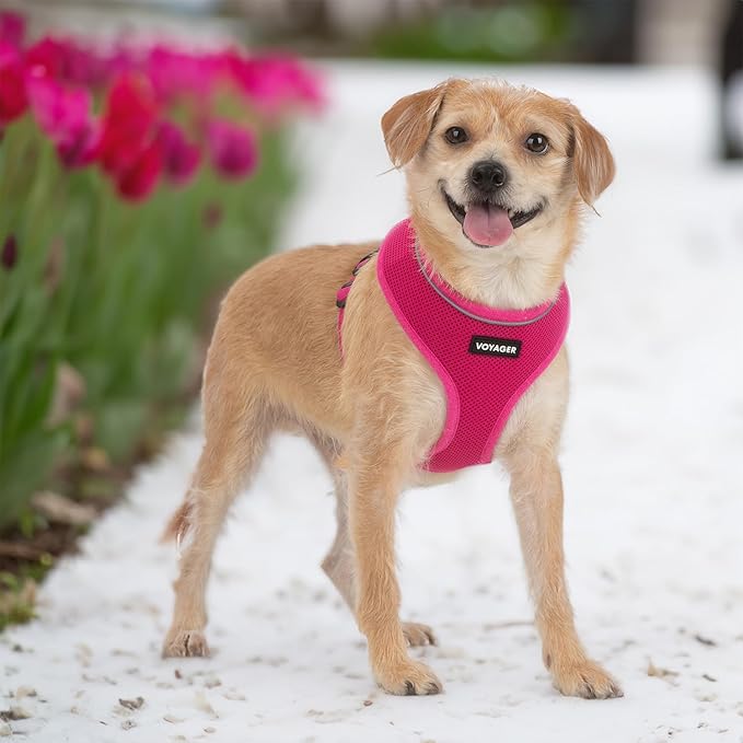 Voyager Aerolite No Pull Mesh Dog Harness with Lightweight, Soft, Breathable, Reflective Stitching, and Adjustable Straps for Walking, Running, Training, Heavy Duty and Durable - Fuchsia, M BestPetSuppliesLLC