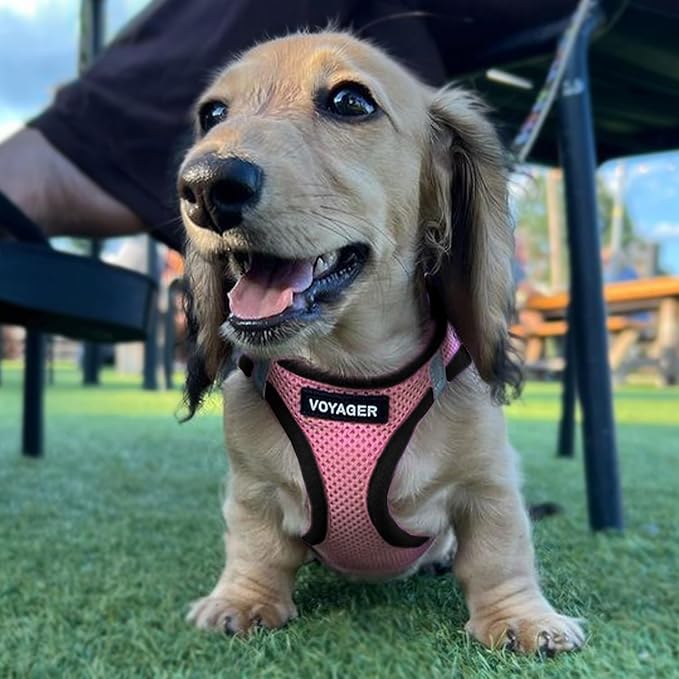 Voyager Step-in Air Dog Harness - All Weather Mesh, Reflective, No Pull Harness for Small, Medium Dogs, Cats - Secure with Hook & Loop Fastener, Buckle, Double D-Rings - Pink/Black Trim, L BestPetSuppliesLLC