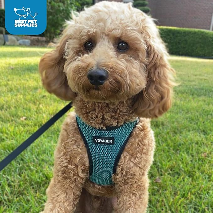 Voyager Step-in Air Dog Harness - All Weather Mesh, Reflective, No Pull Harness for Small, Medium Dogs, Cats - Secure with Hook & Loop Fastener, Buckle, Double D-Rings - Turquoise 2-Tone, L BestPetSuppliesLLC