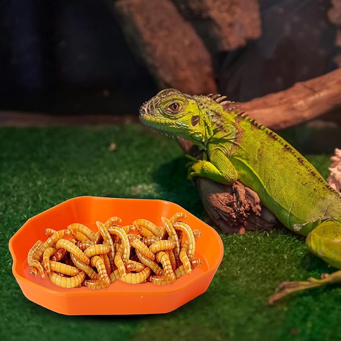 4 Pack Reptile Food Dish Bowl, Plastic Worm Water Dish Plate for Lizard Gecko Bearded Dragon Chameleon, Green and Orange, 2 Sizes COMSUN