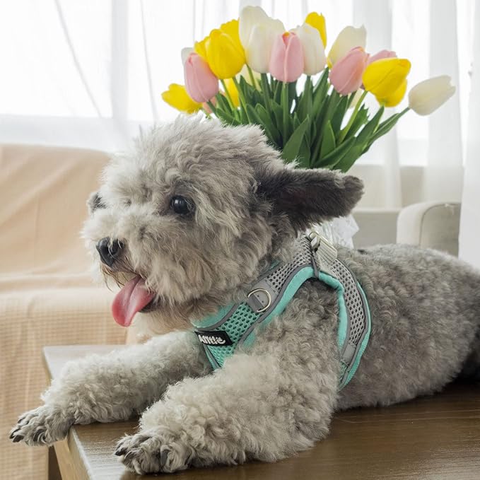 AIITLE Dog Harness, Spring No-Pull Cat Harness with a Leash, Adjustable Reflective Dog Vest, Cat Harness Escape Proof, Outdoor Walking, Camping for Extra Small Dogs and House Cats Turquoise XXXS AIITLE-FORPETSBETTERLIFE