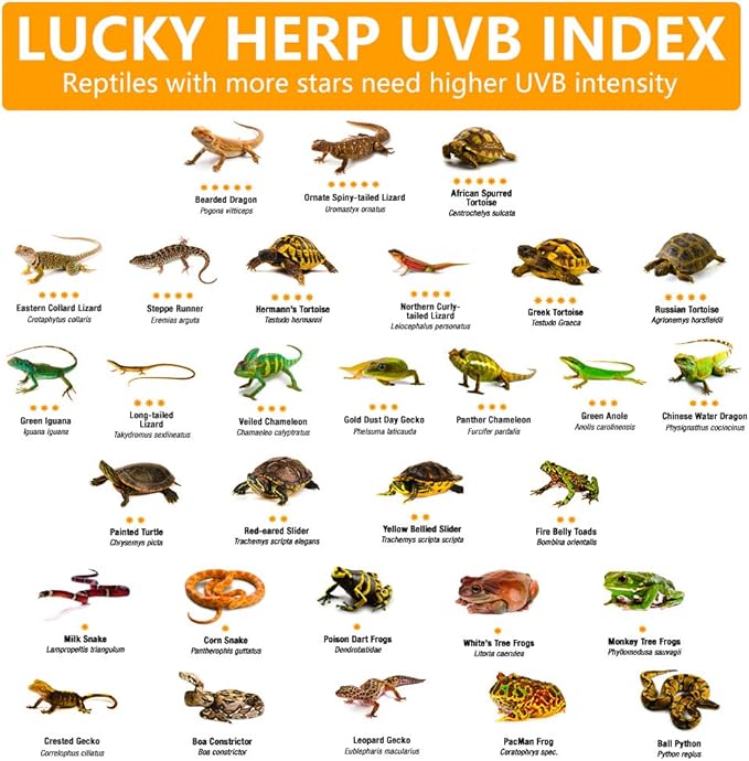 LUCKY HERP 100 Watt UVA+UVB Full Spectrum Vapor Heat Lamp Bulb, High Intensity Self-Ballasted Heat Basking Lamp/Bulb/Light for Reptile and Amphibian, Sun Lamp for Bearded Dragon Lizard Turtle(Clear) LUCKYHERP