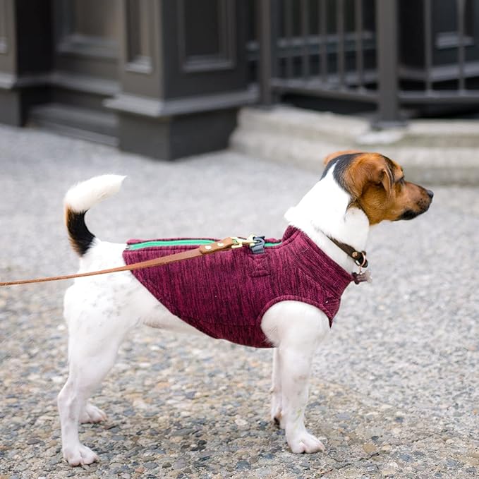 Gooby Zip Up Fleece Dog Sweater - Fuchsia Wash, Small - Warm Pullover Fleece Step-in Dog Jacket with Dual D Ring Leash - Winter Small Dog Sweater - Dog Clothes for Small Dogs Boy and Medium Dogs - PAWPICO