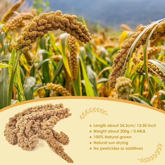 KATUMO Spray Millet Treats, 7Oz / 200g Natural Sun-Dried Bird Treats Parakeet Treats for Conure Cockatiel Finch Pigeon Hamster Canary Treats KATUMO