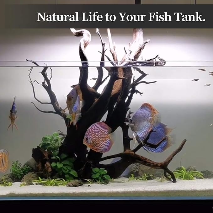 majoywoo Natural Large Driftwood for Aquarium Decor Reptile Decor, Fewer Branches 12.5-18" 2Pcs Majoywoo