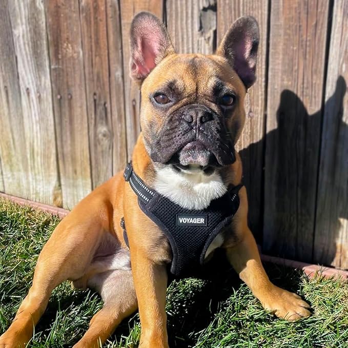 Best Pet Supplies Voyager Adjustable Dog Vest Harness Breathable No Pull Harness for Small, Medium, Large Dogs, Heavy Duty Harness for Walking, Jogging, Easy Step-In, Reflective Stripes - (Black), XL BestPetSuppliesLLC