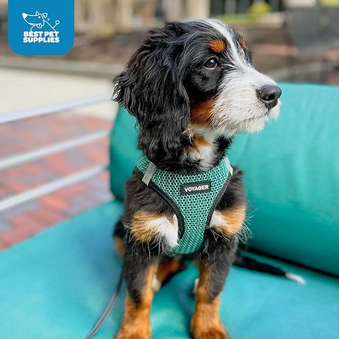 Voyager Step-in Air Dog Harness - All Weather Mesh, Reflective, No Pull Harness for Small, Medium Dogs, Cats - Secure with Hook & Loop Fastener, Buckle, Double D-Rings - Turquoise 2-Tone, L BestPetSuppliesLLC