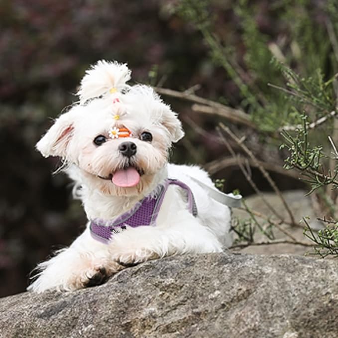 AIITLE Dog Harness, Spring No-Pull Cat Harness with a Leash, Adjustable Reflective Dog Vest, Cat Harness Escape Proof, Outdoor Walking, Camping for Extra Small Dogs and House Cats Purple XXXS AIITLE-FORPETSBETTERLIFE