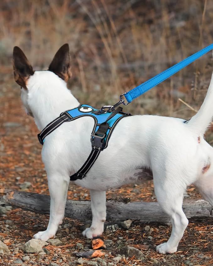 Joytale Double-Sided Reflective Dog Leash, 6 FT/5 FT/4 FT, Padded Handle Nylon Heavy Duty Leashes for Small & Medium Dogs Walking, Sky Blue, 5FT Joytale