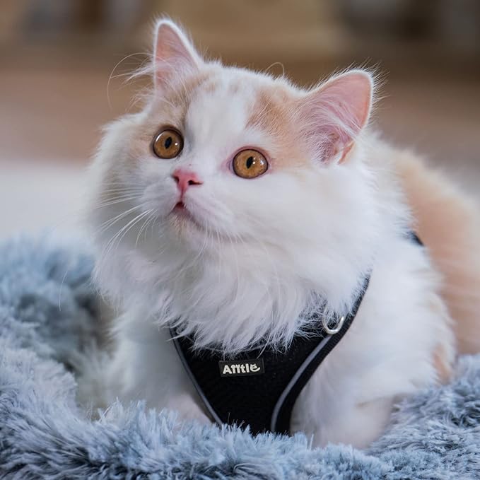 AIITLE Dog Harness, Spring No-Pull Cat Harness with a Leash, Adjustable Reflective Dog Vest, Cat Harness Escape Proof, Outdoor Walking, Camping for Extra Small Dogs and House Cats Black XXXS AIITLE-FORPETSBETTERLIFE