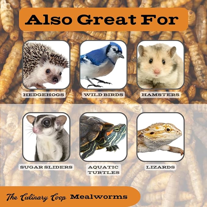 Fluker's Culinary Coop Premium Chicken Treats, High Protein Dried Mealworms, Nutritious Snacks for Chickens, Birds, and Reptiles, 5 lbs Box Flukers