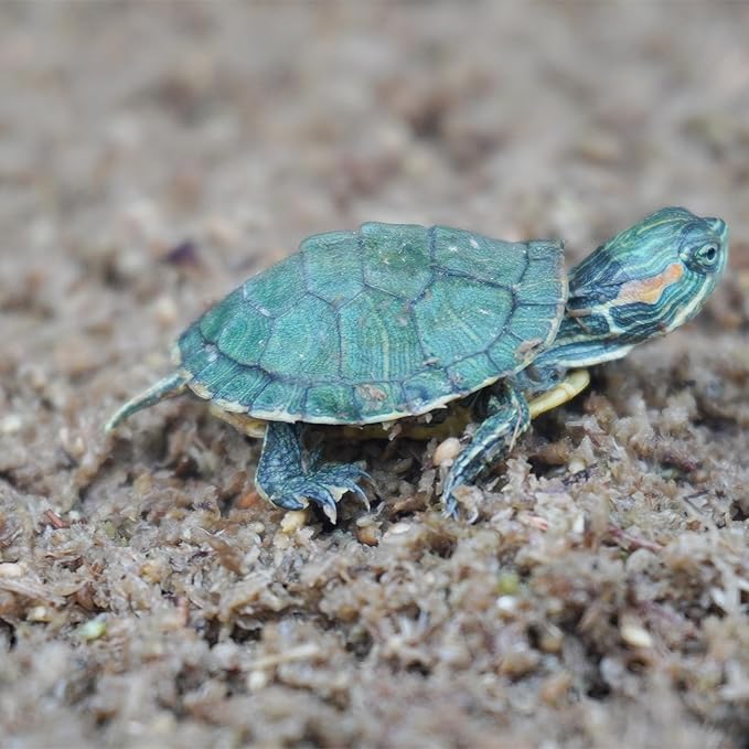 2QT Substrate for Turtle Bedding, Ideal Turtle Tank Accessories for Retains Moisture Begeterday