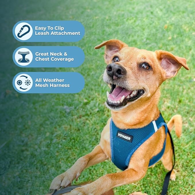 Voyager Step-in Air Dog Harness - All Weather Mesh, Reflective, No Pull Harness for Small, Medium Dogs, Cats - Secure with Hook & Loop Fastener, Buckle, Double D-Rings - Turquoise, M BestPetSuppliesLLC