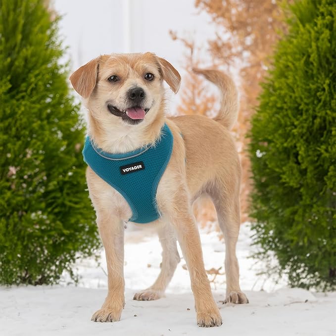 Voyager Aerolite No Pull Mesh Dog Harness with Lightweight, Soft, Breathable, Reflective Stitching, and Adjustable Straps for Walking, Running, Training, Heavy Duty and Durable - Turquoise, S BestPetSuppliesLLC