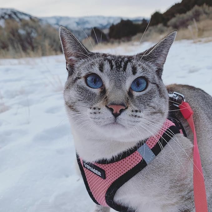 Voyager Step-in Air Dog Harness - All Weather Mesh, Reflective, No Pull Harness for Small, Medium Dogs, Cats - Secure with Hook & Loop Fastener, Buckle, Double D-Rings - Pink/Black Trim, L BestPetSuppliesLLC