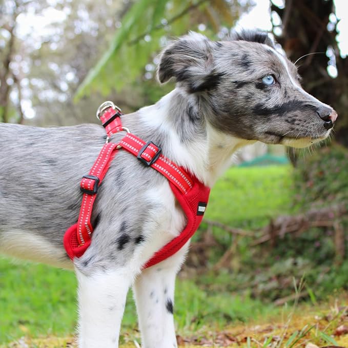Best Pet Supplies Voyager Adjustable Dog Vest Harness Breathable No Pull Harness for Small, Medium, Large Dogs, Heavy Duty Harness for Walking, Jogging, Easy Step-in, Reflective Stripes - (Red), M BestPetSuppliesLLC