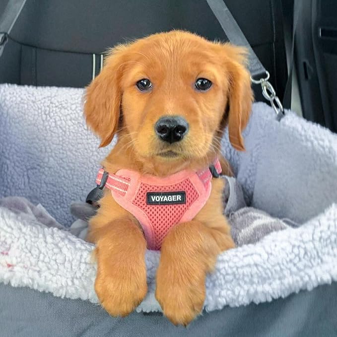 Best Pet Supplies Voyager Adjustable Dog Harness Leash Set with Reflective Stripes for Walking Heavy-Duty Full Body No Pull Vest with Leash D-Ring, Breathable All-Weather - Harness (Pink), L BestPetSuppliesLLC