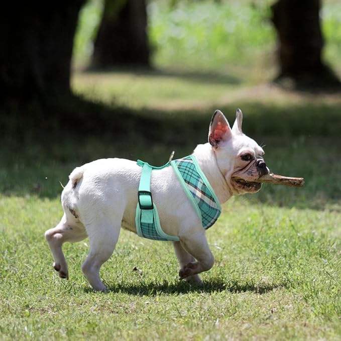 PUPTECK Soft Mesh Dog Harness and Leash Set Pet Puppy Cat Comfort Padded Vest No Pull Harnesses, Green, XS PUPTECK