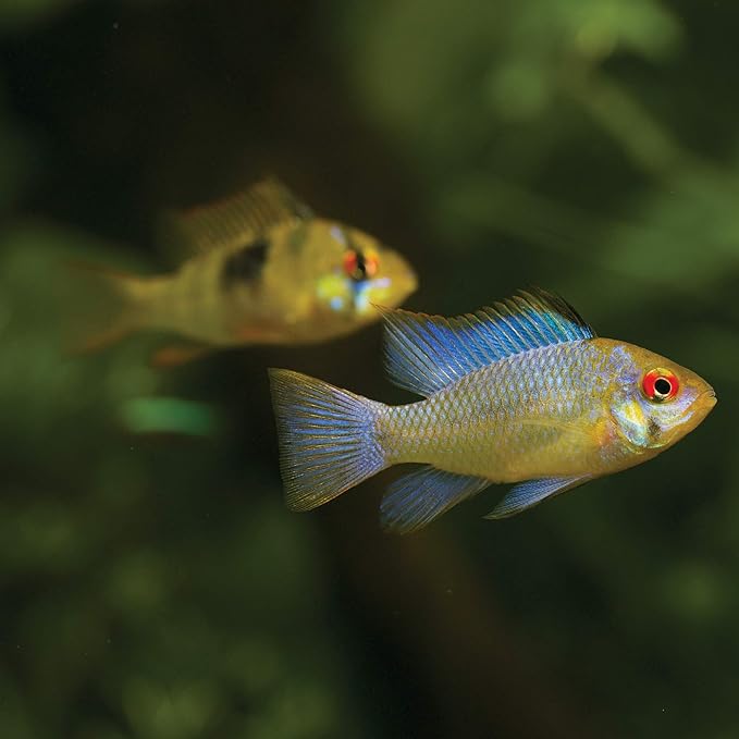 CURRENT USA 36-48" Inch Satellite Plus Pro Freshwater LED Full Spectrum RGB+W Light for Aquariums, Wireless Remote Control High Power Adjustable Brightness Tank Mount Fish Tank Lighting (4012) Current+USA